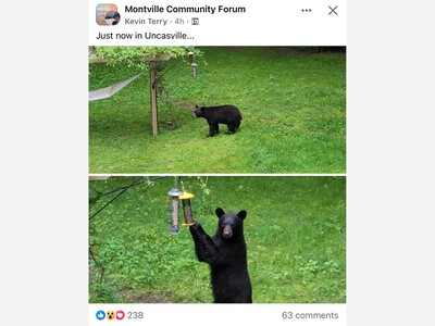 Bear season: watch your bird feeders, the boys are back in town