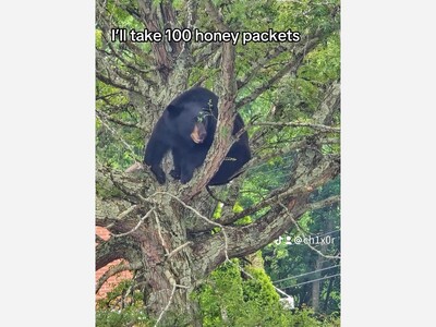 Bear Sighting - Salem Tpke McDonalds